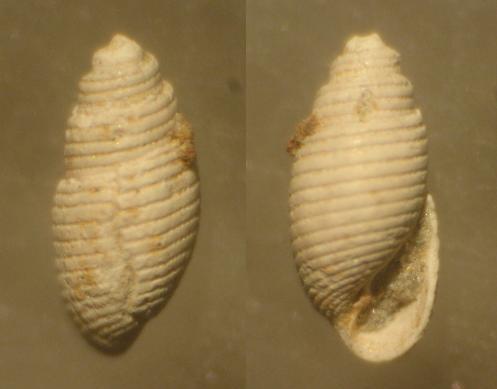 CONCHIGLIA PLIOCENE ASTI, 3